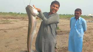 Big monster Wallago attu catfish hunting  River monsterIncredible big Patan Fish catchingfishing [upl. by Nywled]