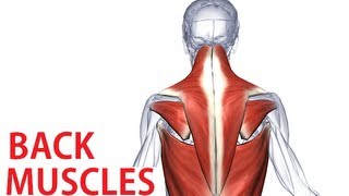 Back Muscles Anatomy  Trapezius Latissimus Rhomboid Anatomy [upl. by Ellierim]