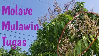 Molave  Mulawin  Tugas  Vitex Parviflora  kwentong Philippine Native Trees [upl. by Ettevad]