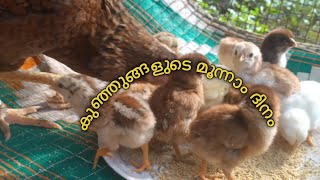 ഇന്ന് കോഴി കുഞ്ഞുങ്ങ്ളുടെ മൂന്നാം ദിവസ്സം CHICKHEN [upl. by Aikaz]