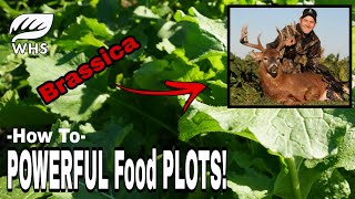 Plant Brassicas For Deer [upl. by Zsa]