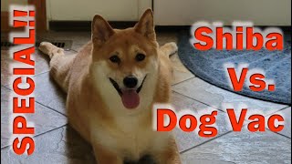 Snoywen Dog Vacuum Review Dog Vac Vs Shiba Inu [upl. by Hnahk]