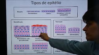 Tecido epitelial 1  Classificação [upl. by Eiro]