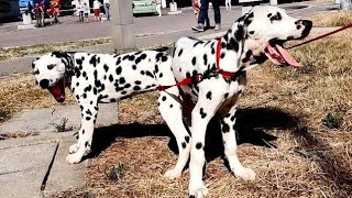 Сладкая парочка Щенки Далматина 💖 Sweet couple Puppies Dalmatian [upl. by Lalittah431]