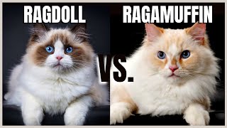 Ragdoll Cat VS Ragamuffin Cat [upl. by Ayihsa511]