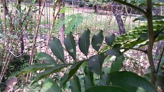 The ackee Tree Achee Plant ackee apple  ayee Blighia sapida [upl. by Germayne]