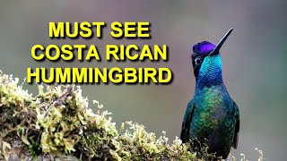 If You Are Birding in Costa Rica Look for the Talamanca Hummingbird [upl. by Armilda302]