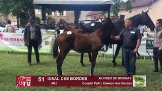 Sprinter Sacré Show 2018  Lot 51  IDEAL DES BORDES [upl. by Willem112]