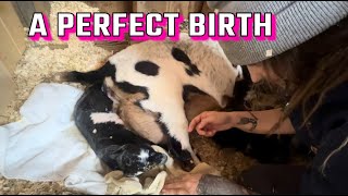 Creepers Perfect Birth Goat birth and dairy farm vlog [upl. by Alverta469]