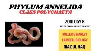 Phylum Annelida Class PolychaetaMiller amp Harley BS and MS [upl. by Epilihp]