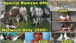 Ramzan Special offer in Fancy Pigeon New Video  Nawab Pigeon Loft [upl. by Emelia]