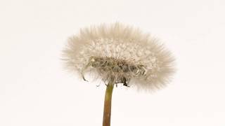 Dandelion time lapse flower to seedhead blowing away 4K [upl. by Tini]