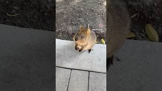 Rottnest Island day trip Spent time with quokkas travel [upl. by Doone]