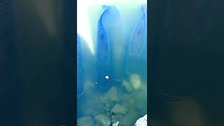 Feeding Giant Arapaima 😮 [upl. by Ansell497]