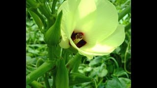 Okra Fertilizing amp Mulching [upl. by Edmund]