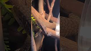 Australian Monitor Lizard Tristis Orientalis he always sleeps in the strangest places 🤣 Sub for more [upl. by Enila826]