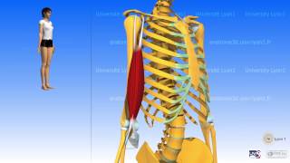 The biceps brachii [upl. by Yenrab]