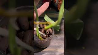 Propagation of silver satin pothos in leca scindapsus propagation gardeningaesthetics exotic [upl. by Trinetta]