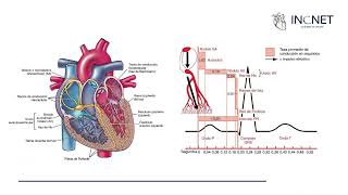 Fisiología Cardíaca [upl. by Linnet913]