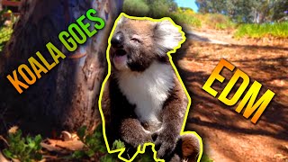 quotKoala Gets Kicked Out Of Tree and Criesquot GOES EDM [upl. by Aner158]