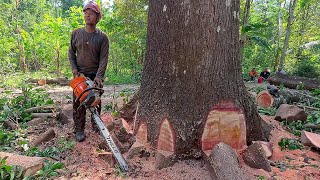 Excellent ‼️ Mahogany tree 100 feet high [upl. by Aihpled]