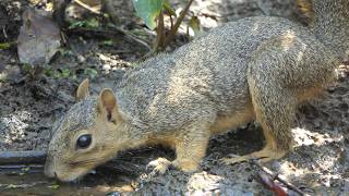 Fox Squirrel visits pond to drink [upl. by Pelagia876]