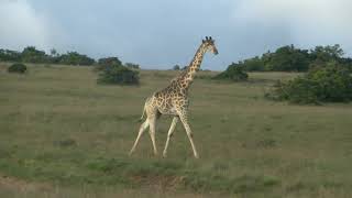 Amakhala Game Reserve Giraffes Majestic Stroll and Sprint [upl. by Yrolam684]