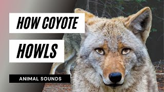 The Animal Sounds How Coyote Howls  Sound Effect  Animation [upl. by Arias]