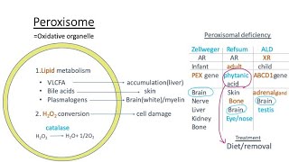 Peroxisome Zellweger syndrome Refsum disease Xlinked adrenoleukodystrophy pathology【USMLE】 [upl. by Ailadi]