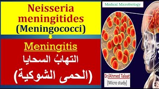 Neisseria 4 Neisseria meningitides Virulence factors and diseases Meningitis الحمى الشوكية [upl. by Yklam]