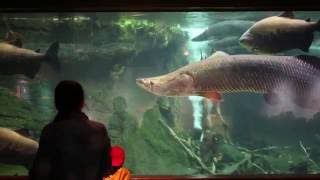 ZooVets Arapaima Procedure [upl. by Amikan]