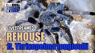 Thrixopelma longicolli ex Homoeomma sp blue peru Rehouse and Notes [upl. by Dlaniger]