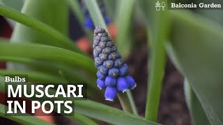 How To Plant MuscariGrape Hyacinth Bulbs in Pots [upl. by Bright716]