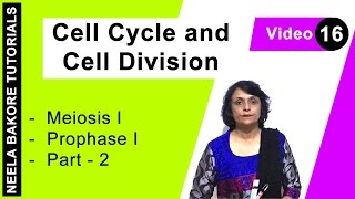 Cell Cycle amp Cell Division  NEET  Meiosis I  Prophase I  Part  2  Neela Bakore Tutorials [upl. by Sloane]