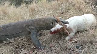 komodo kills and eat goats are still alive [upl. by Tewfik]