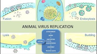 Animal Viruses and their host [upl. by Amorita]