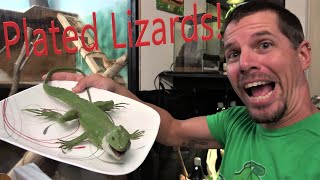 Lets Talk Plated Lizards [upl. by Mar]