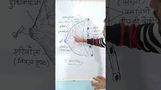 स्तन ग्रन्थि  mammary glands  class 12th class 10th  shorts viral ytshorts viralshorts [upl. by Donnell]