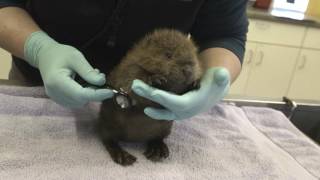 Meet the Adorable Baby Beaver Timber [upl. by Asilehs]