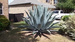 How to care for an agave plant and help it grow huge [upl. by Alphonsa]