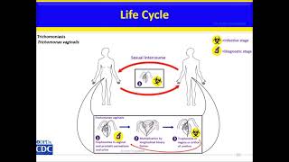 Trichomonads Trichomonas vaginalis Trichomonas hominis Trichomonas tenax [upl. by Idnat]