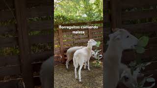 Borreguitos comiendo maleza borregos katahdin vidaderancho vidareal gallinascriollas [upl. by Irehc]