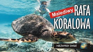 Niezwykly Swiat 4K  Malediwy  Rafa koralowa  Żółwie cz 1 [upl. by Arremat]