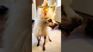 God Loves Every Dog Chihuahuas jauncydev [upl. by Brion220]