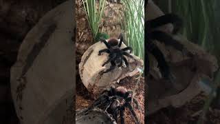 Brachypelma vagans спаривание [upl. by Lotty]