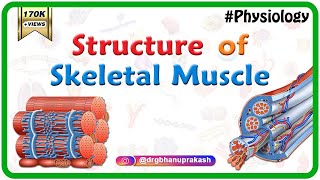 Structure of a skeletal muscle  Muscle Physiology Animations  USMLE videos [upl. by Lampert]