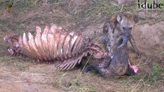 Hyena Cleaning A Buffalo Skeleton [upl. by Nickey]