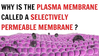 Why is the plasma membrane called a selectively permeable membrane   QnA Explained [upl. by Aifoz]