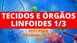 TECIDOS E ÓRGÃOS LINFOIDES PARTE 1  SISTEMA IMUNOLÓGICO 22 [upl. by Ahrens181]