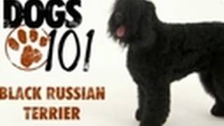 Dogs 101  Black Russian Terrier [upl. by Itak]